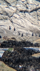 Spheniscus humboldti