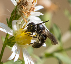 Lasioglossum fuscipenne