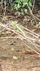 Basiliscus plumifrons