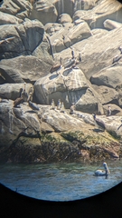 Spheniscus humboldti