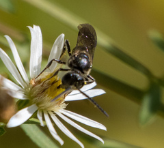Lasioglossum fuscipenne