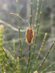 Balta bicolor