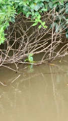 Basiliscus plumifrons