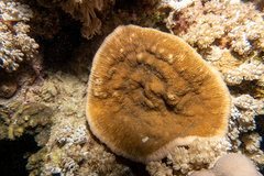 Podabacia sinai