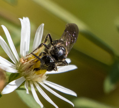 Lasioglossum fuscipenne