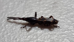 Brentinae