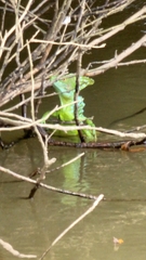 Basiliscus plumifrons