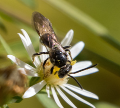 Lasioglossum fuscipenne