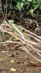 Basiliscus plumifrons