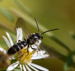 Lasioglossum fuscipenne