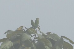 Brotogeris cyanoptera