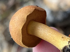 Chalciporus