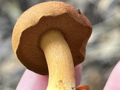 Chalciporus