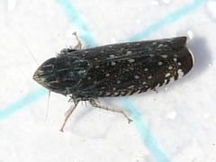 Scaphytopius frontalis