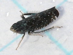 Scaphytopius frontalis
