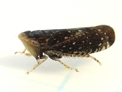 Scaphytopius frontalis
