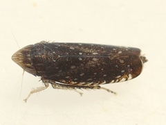 Scaphytopius frontalis