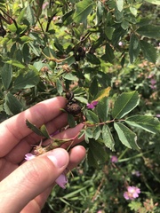 Diplolepis variabilis