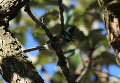 Baeolophus wollweberi