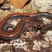 Eastern Red-backed Salamander - Photo (c) Ty Smith, some rights reserved (CC BY-NC), uploaded by Ty Smith