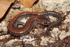 Eastern Red-backed Salamander - Photo (c) Ty Smith, some rights reserved (CC BY-NC), uploaded by Ty Smith