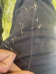 Agrostis venusta