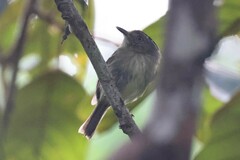Todirostrum maculatum