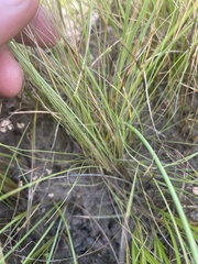 Agrostis venusta