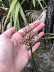 Dichanthelium erectifolium