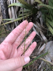 Dichanthelium erectifolium