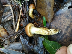 Cortinarius clelandii
