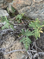 Pentagramma triangularis