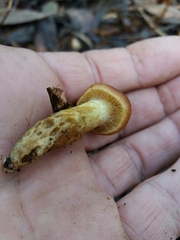 Cortinarius clelandii