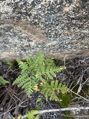 Pentagramma triangularis