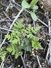 Pentagramma triangularis