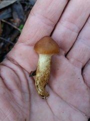 Cortinarius clelandii