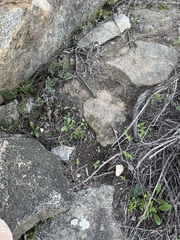 Pentagramma triangularis