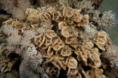 Paramontastraea peresi