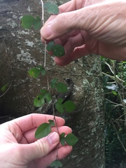 Streblus heterophyllus