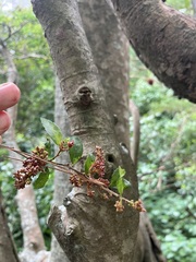 Streblus heterophyllus