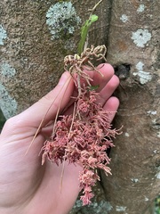 Streblus heterophyllus