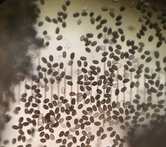 Psathyrella arenulina