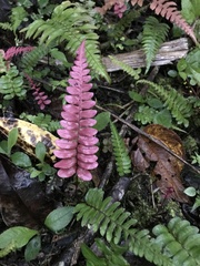 Blechnum occidentale
