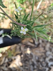 Epilobium hirtigerum