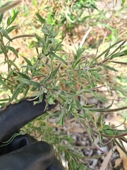 Epilobium hirtigerum
