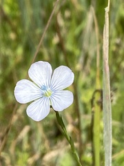 Linum