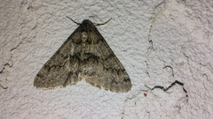 Phigalia denticulata