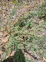 Epilobium hirtigerum
