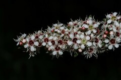 Kunzea leptospermoides