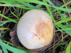 Agaricus kerriganii
